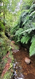 Plants: image 121 Of 208 Thumb